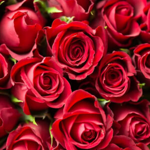Bouquet de roses, les roses sont vendues à l'unité.